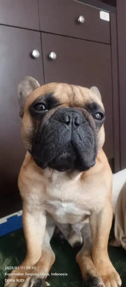French buldog jantan