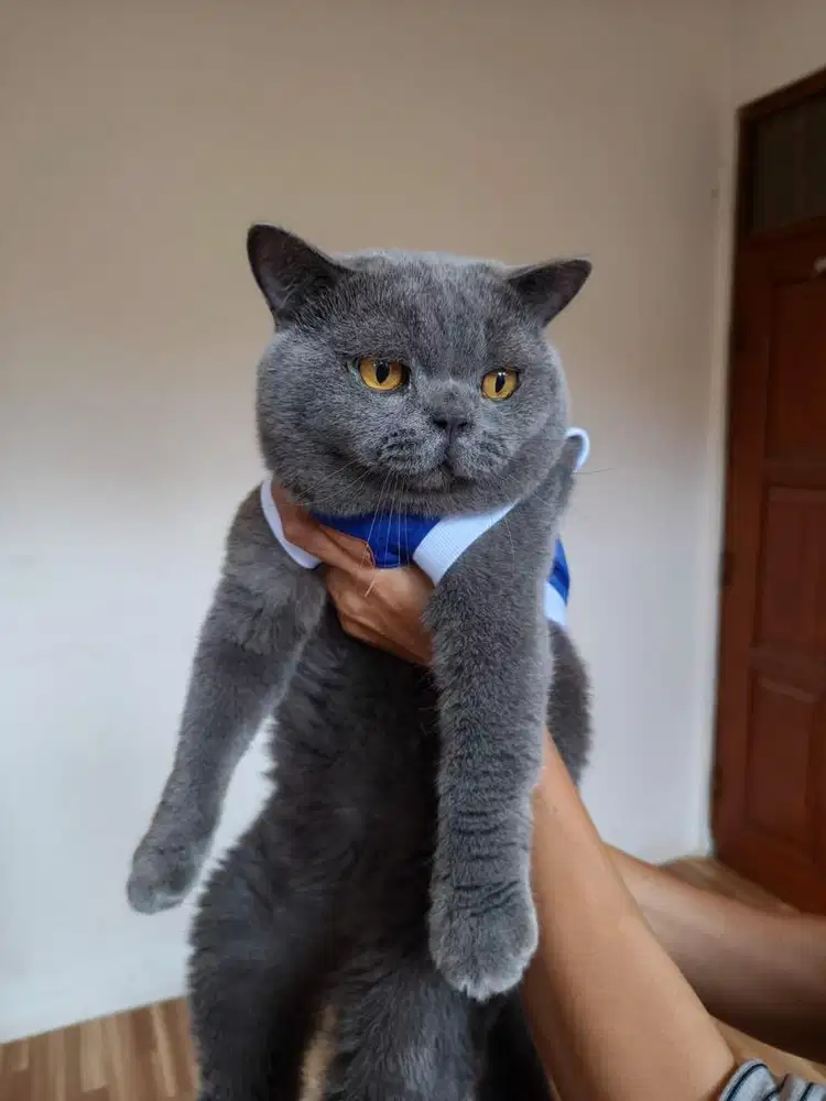 British Shorthair dan Scottish Fold