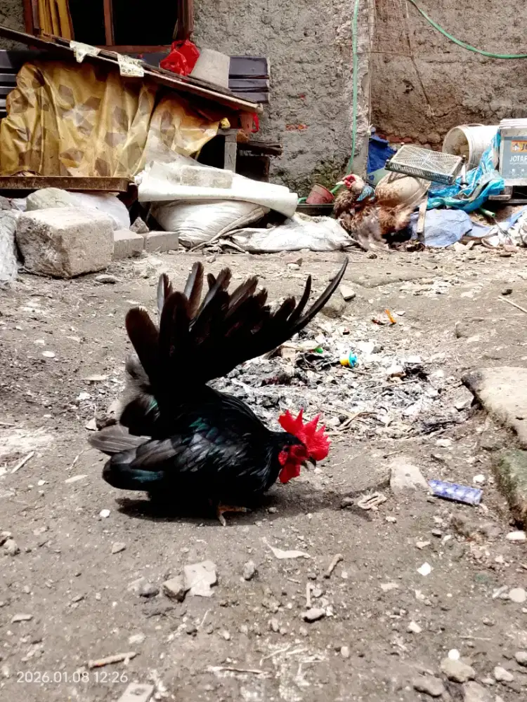 Sepasang ayam kate lokal