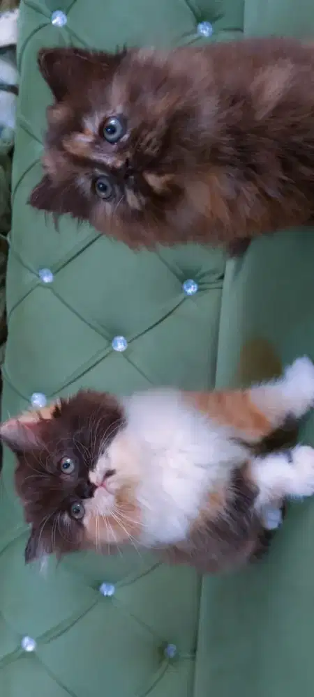 Kucing ras persia kitten 3 bulan