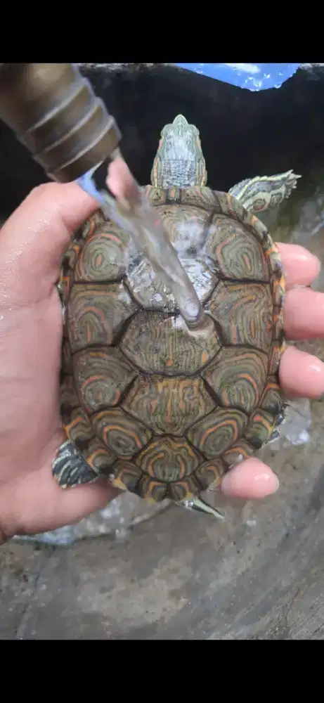 Kura kura venusta bukan brazil atau res