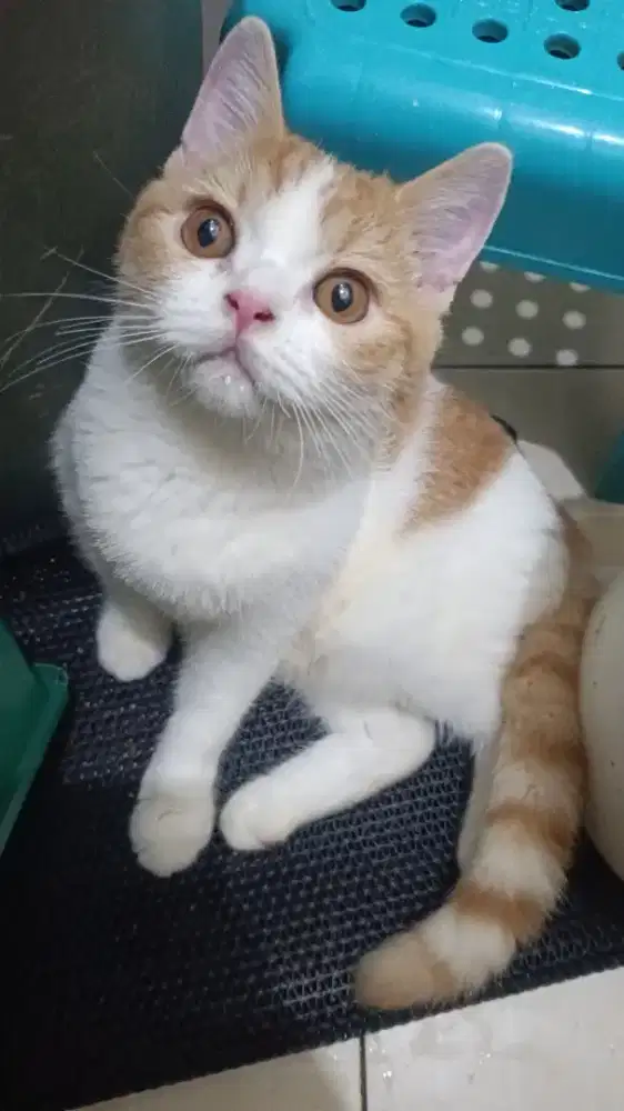 British Short Hair BSH line Ped