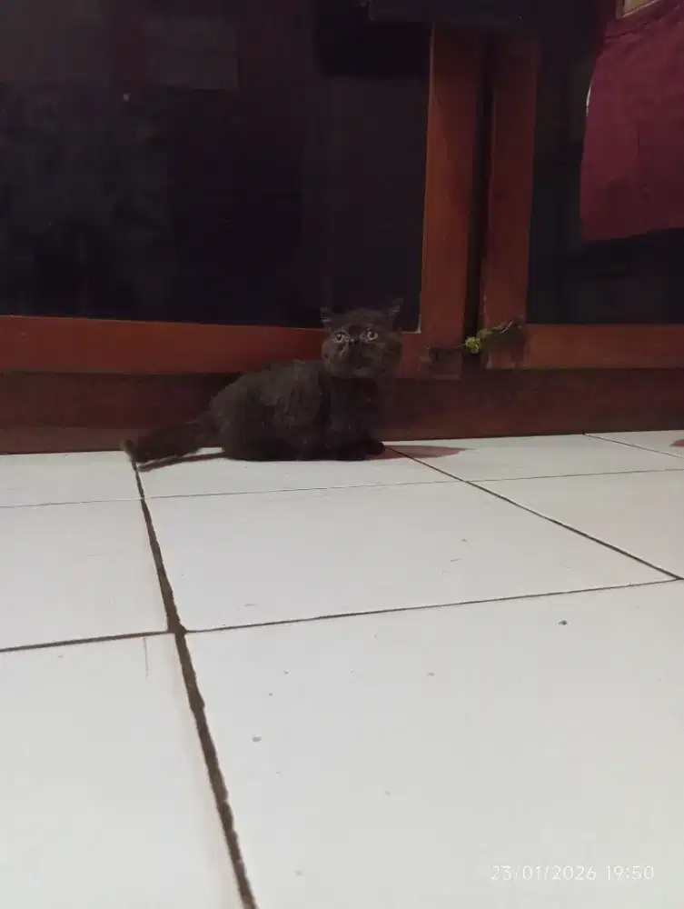 Kitten munchkin bsh jantan