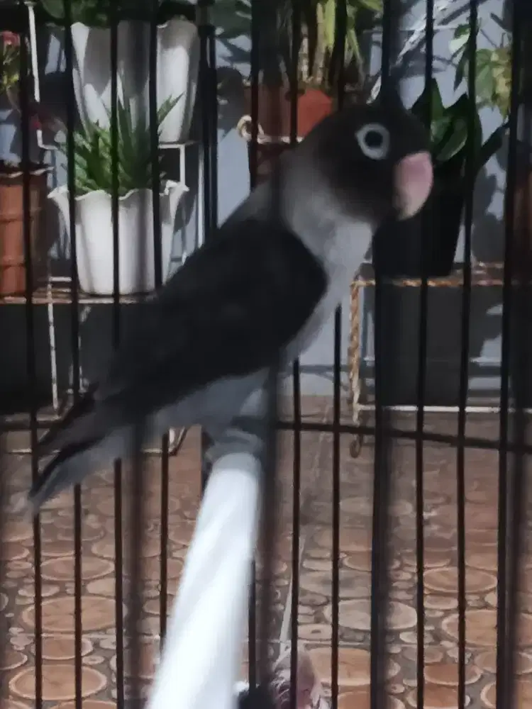 LOVEBIRD BLAK MAMBA 500 BURJA KTP JANTAN