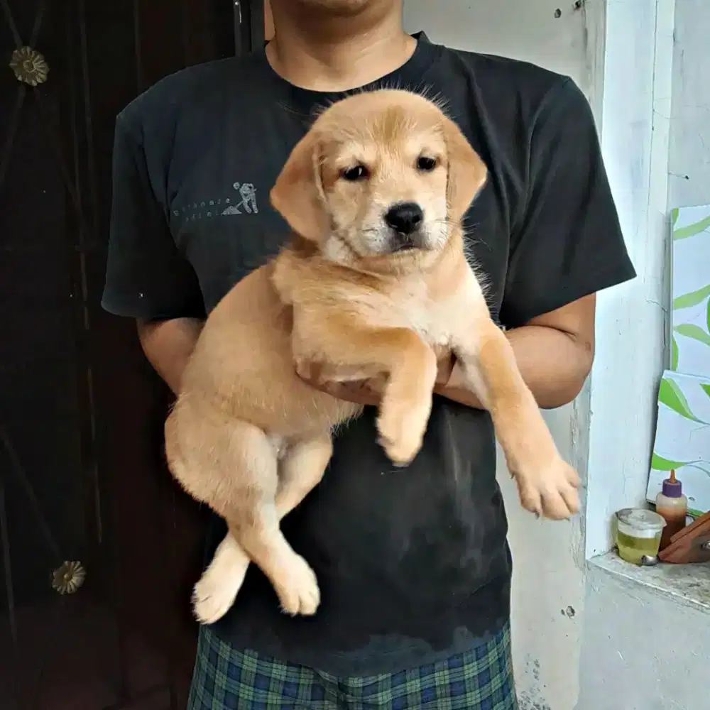 Anak anjing ras besar