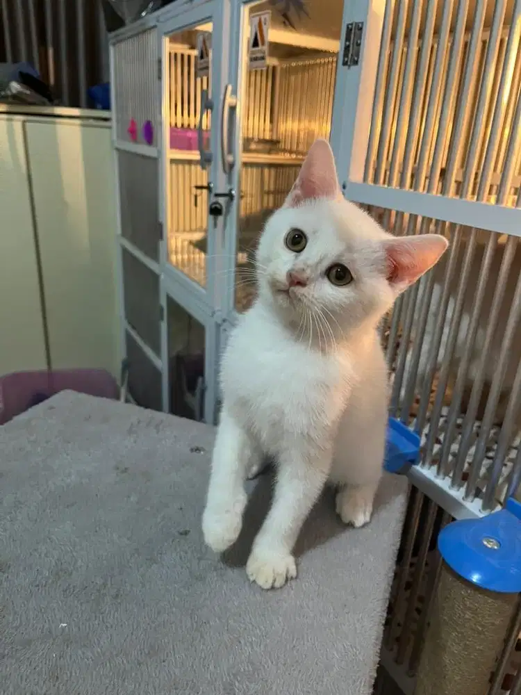 Kucing Scottish Straight