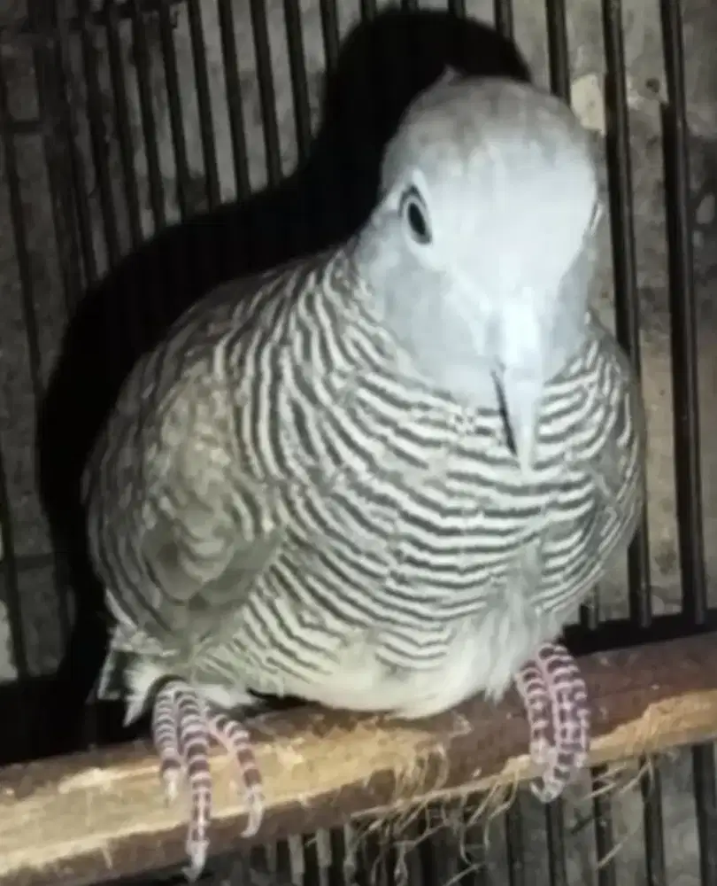 Perkutut kalung tepuk asli lokal alam.