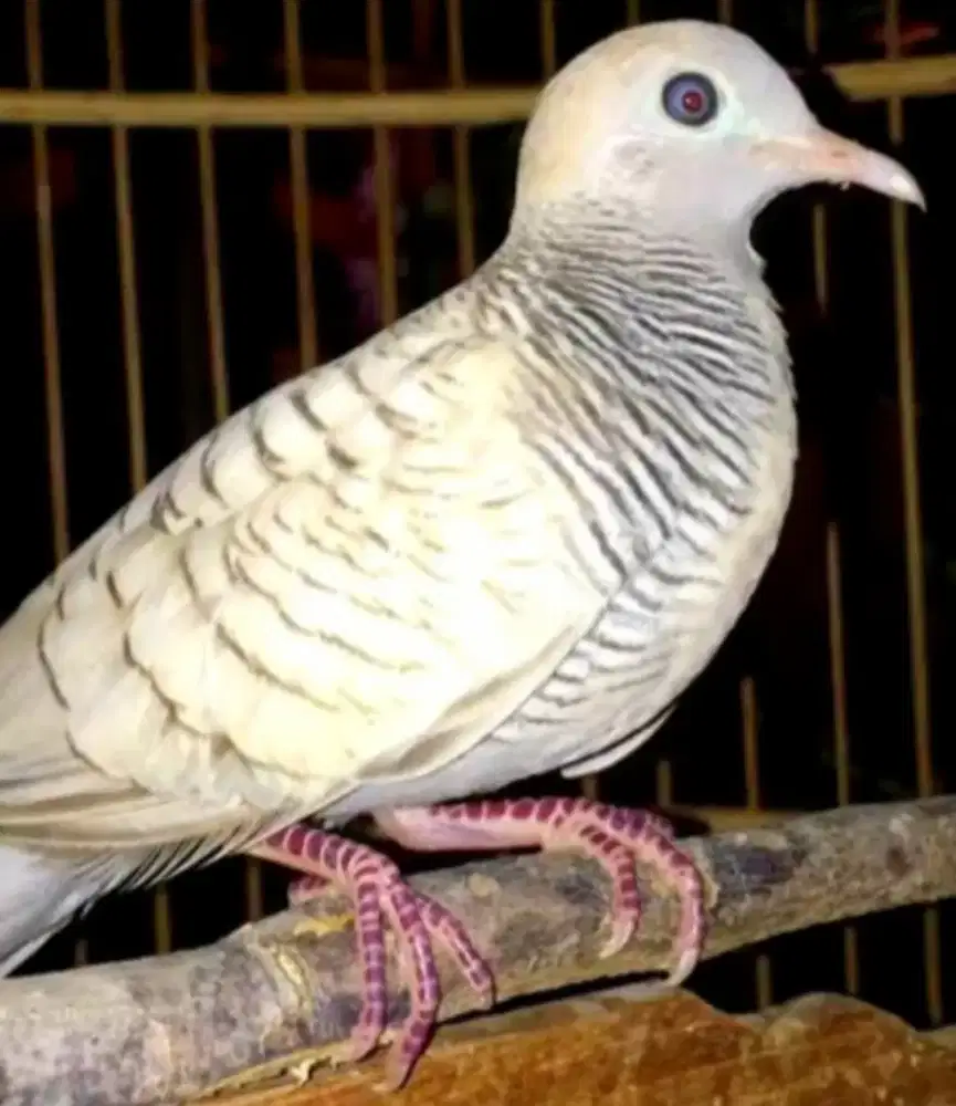 perkutut silver mata merah