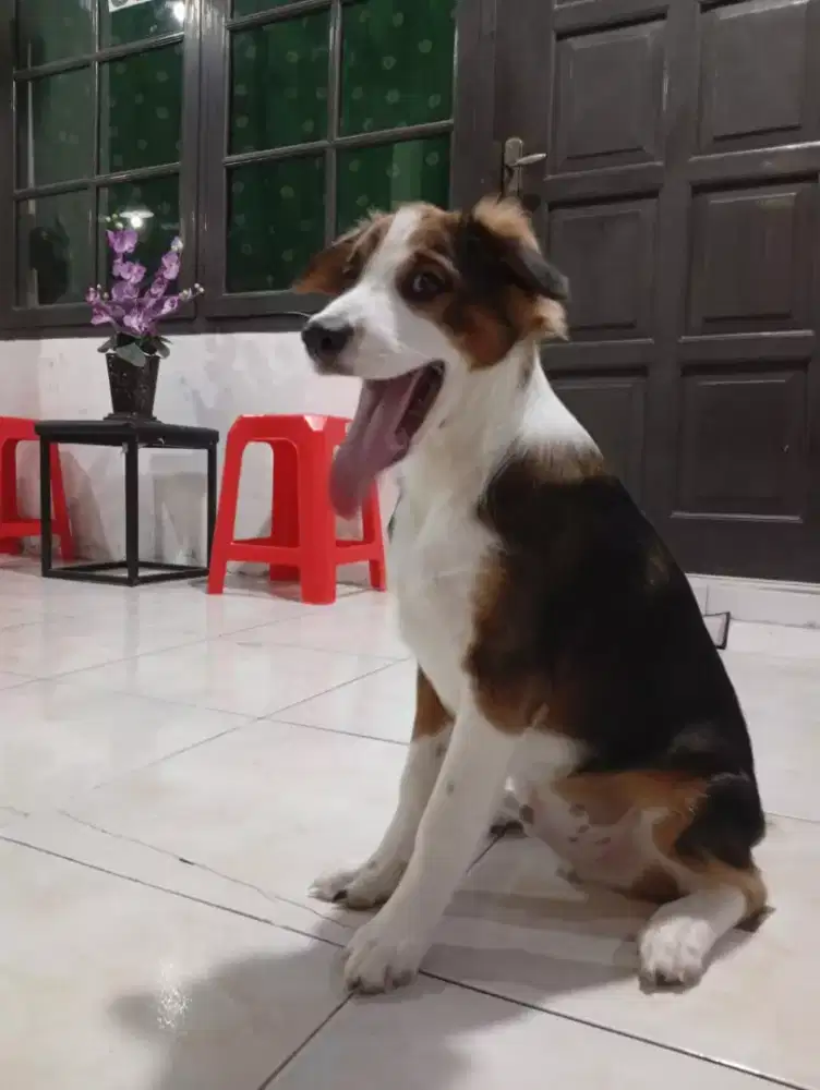 anak anjing bali umur 3 bulan adopsi free