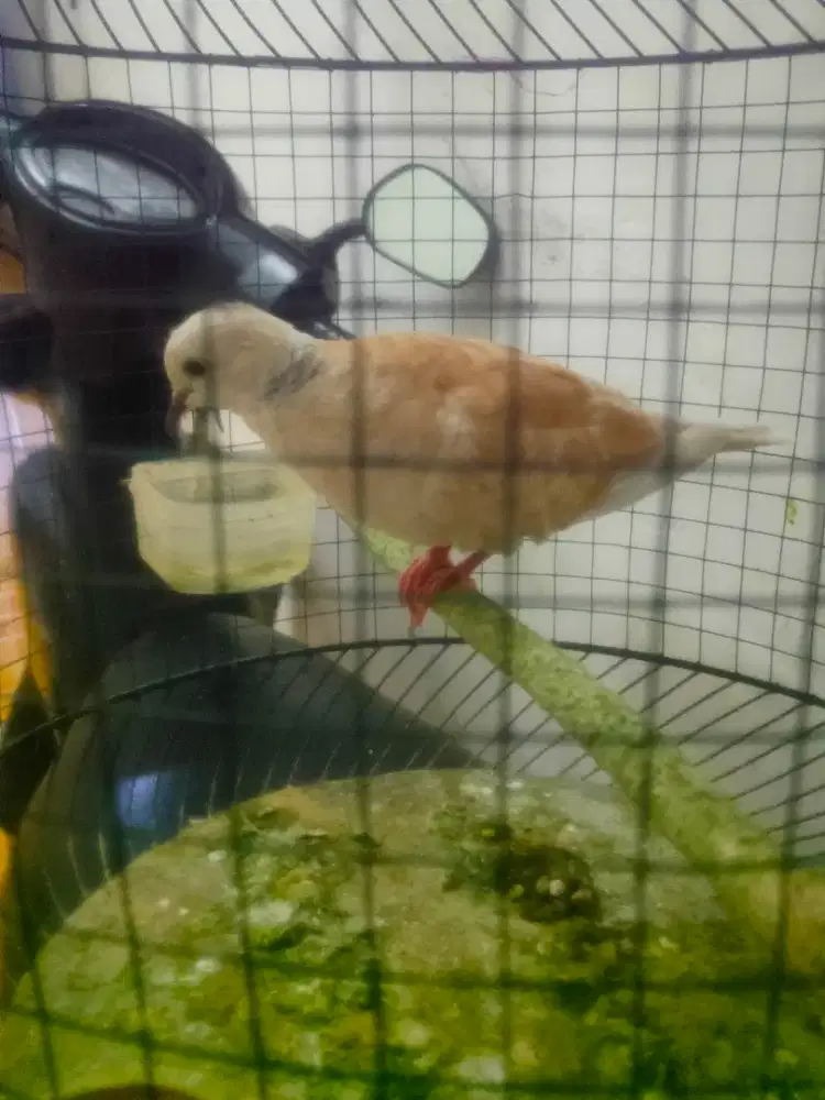 Puter gacor + sangkar