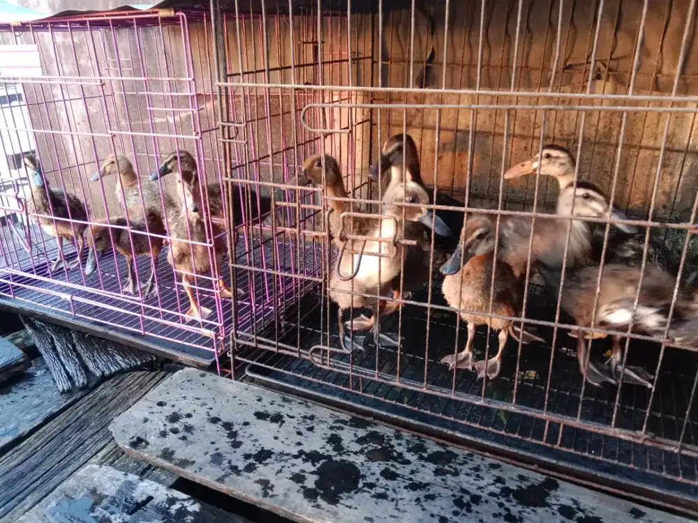 DIJUAL itik umur +-2bulanan kalo harga 25 ribu net