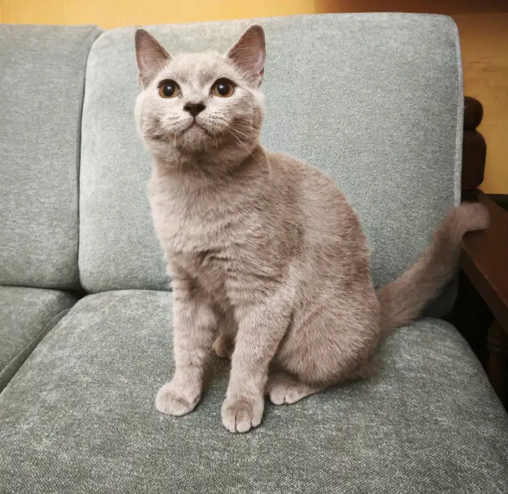 British shorthair kitten jantan Lilac 4 bulan