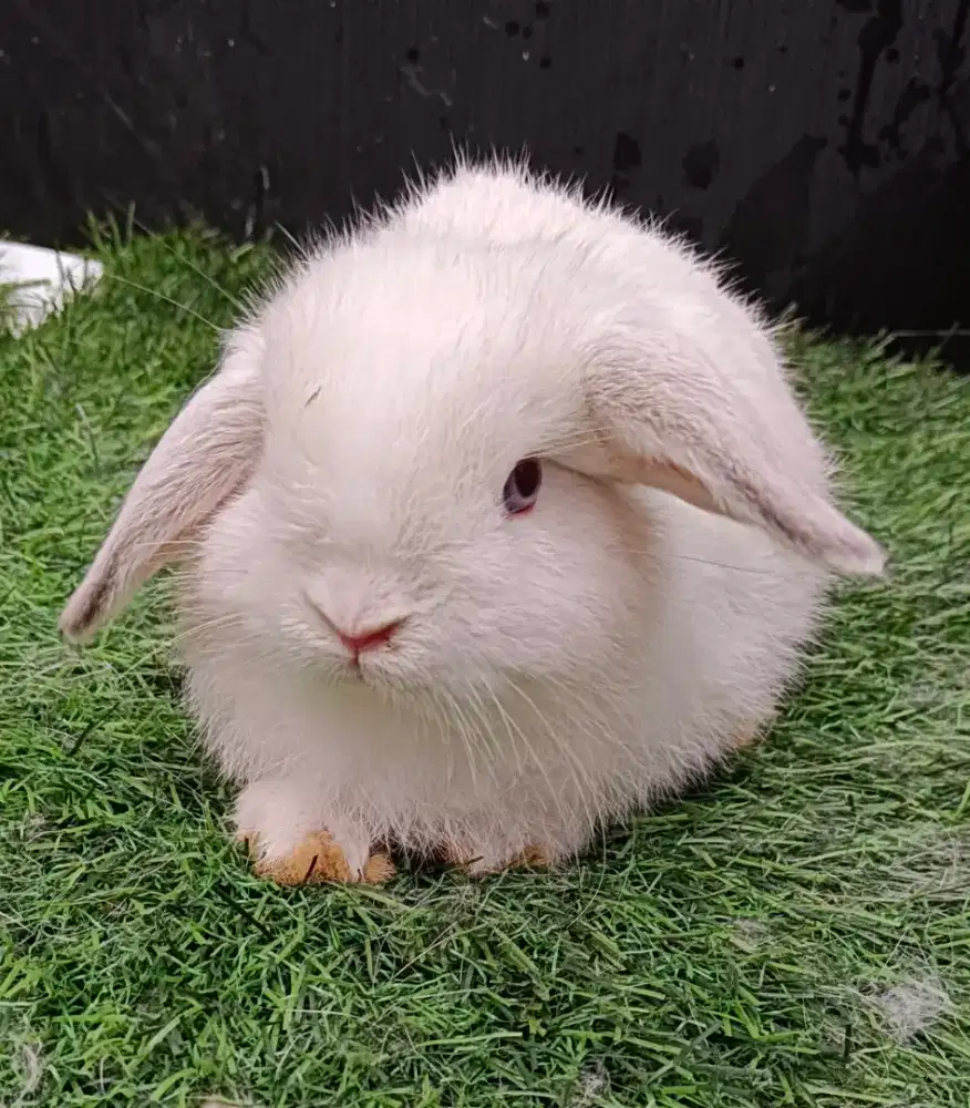 Kelinci Holland lop jantan usia 2 bln