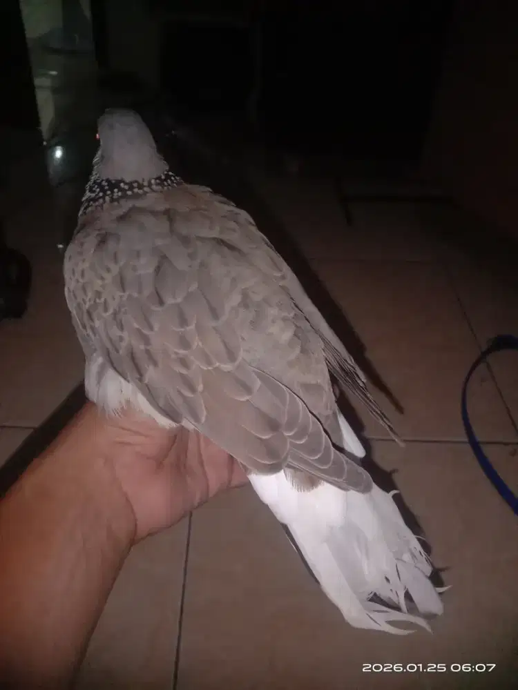 Tekukur ekor putih jinak