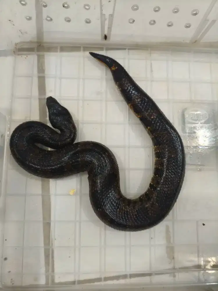 Ular Aspera / mono tanah, female