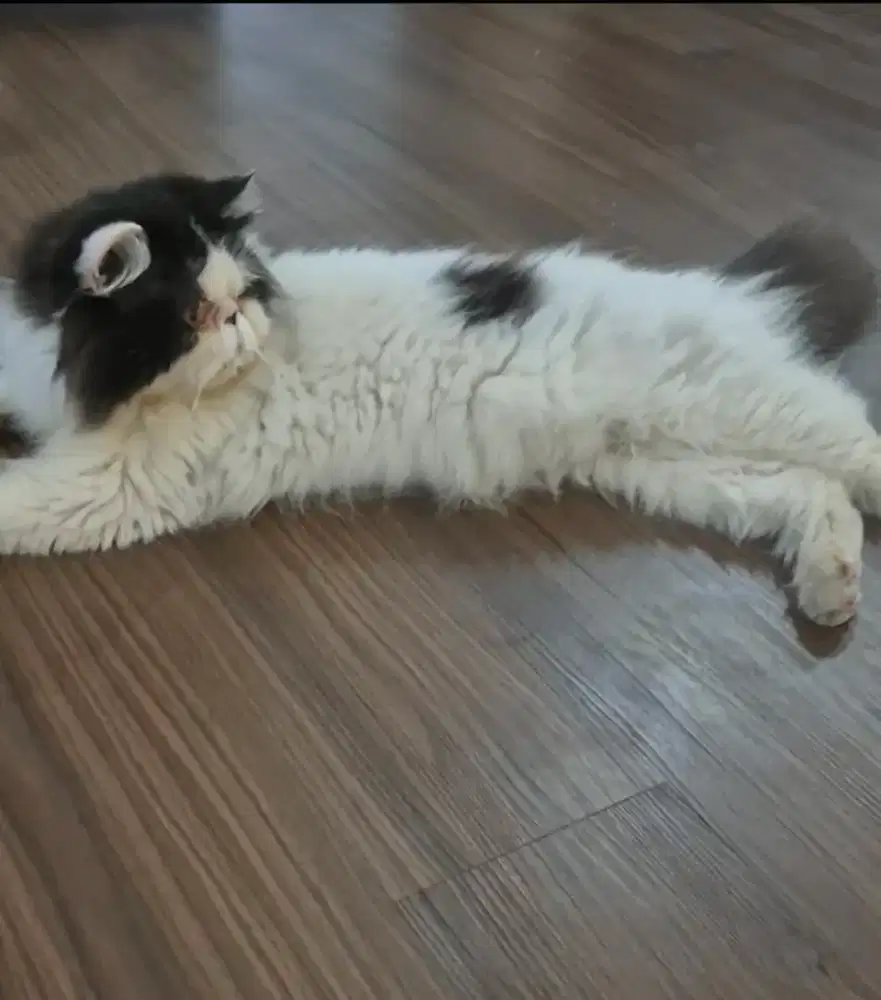 Pesknose Jantan 2 Tahun