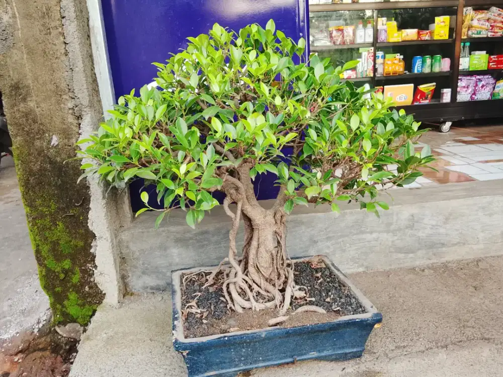 Bonsai asli alami
