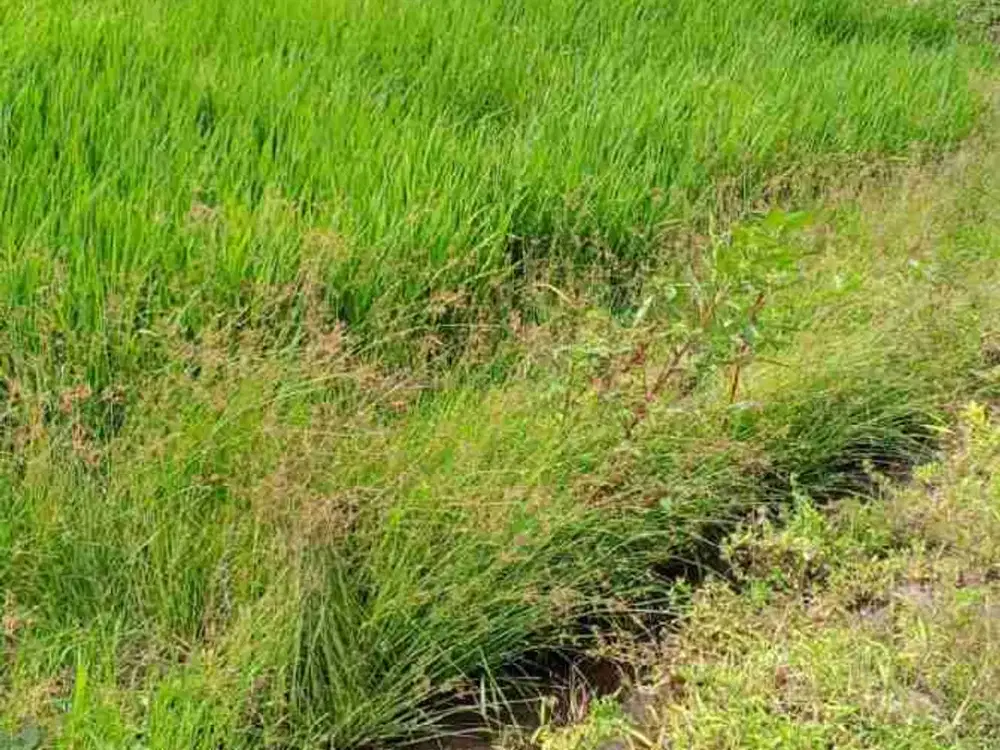 land lease pererenan