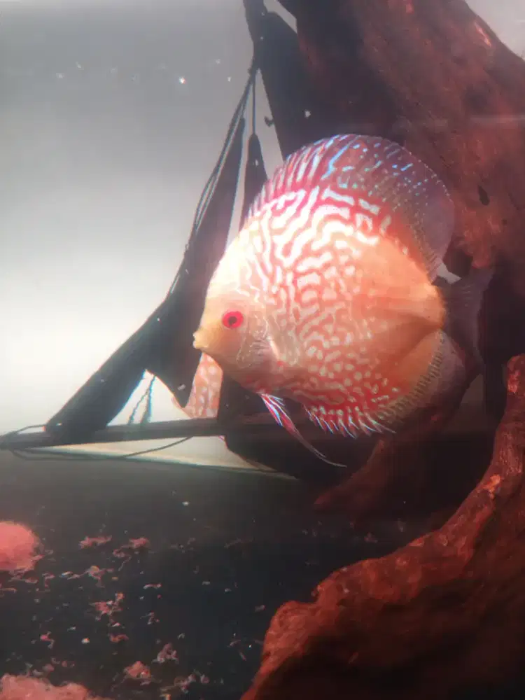 Ikan Discus 3 ekor