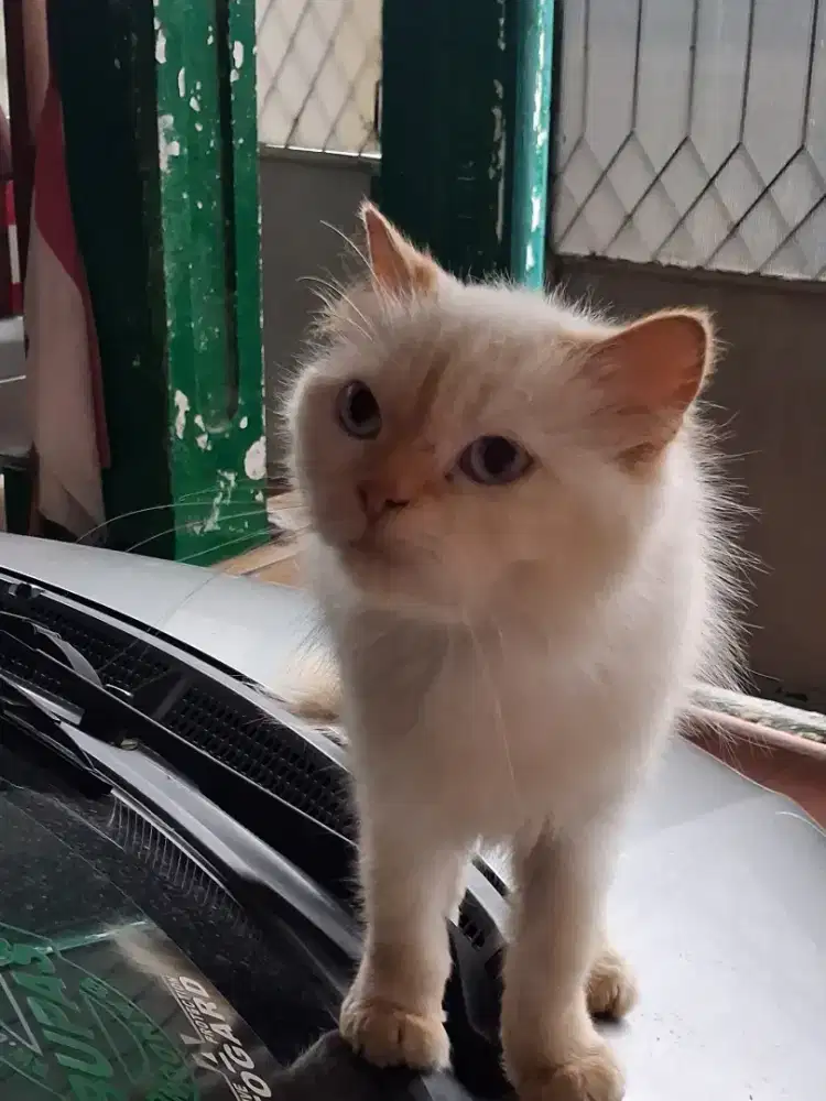 Induk Betina,Persia Himalaya, Putih