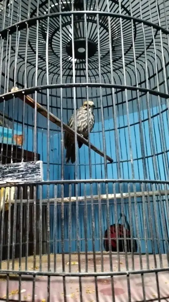 Cucak rowo betina mapan