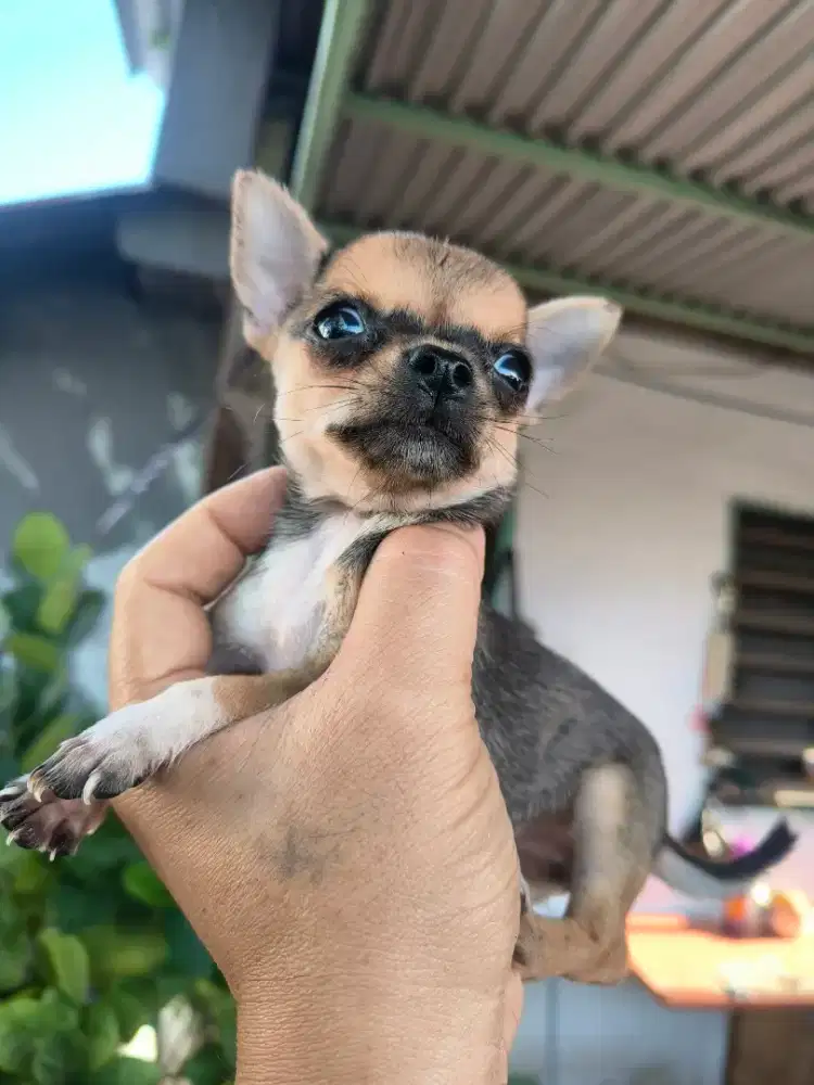 Chihuahua betina