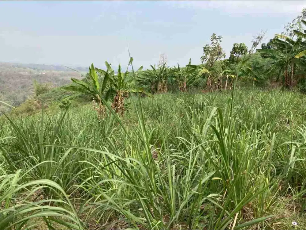 BANTING HARGA‼️DIJUAL TANAH Perkebunan di Ngrimbi - Jombang