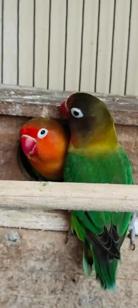 Lovebird Betina Burja