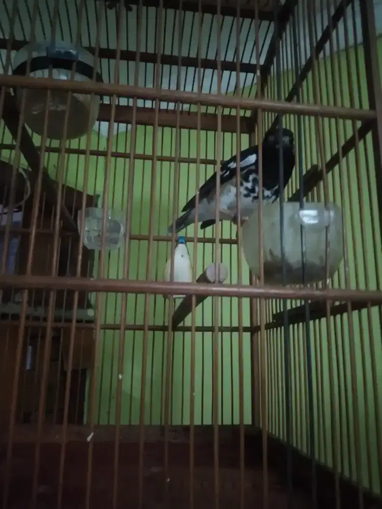 2 Anis kembang jual borong