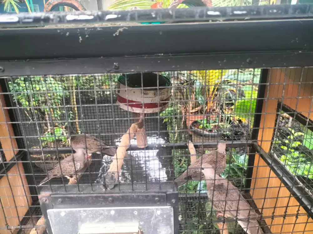 SEPASANG TEKUKUR KUK 2X2