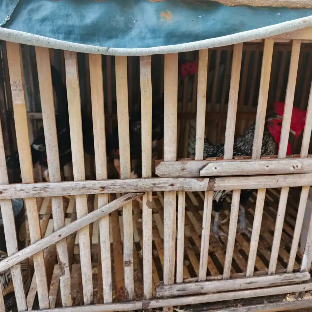 Borongan ayam jantan betina