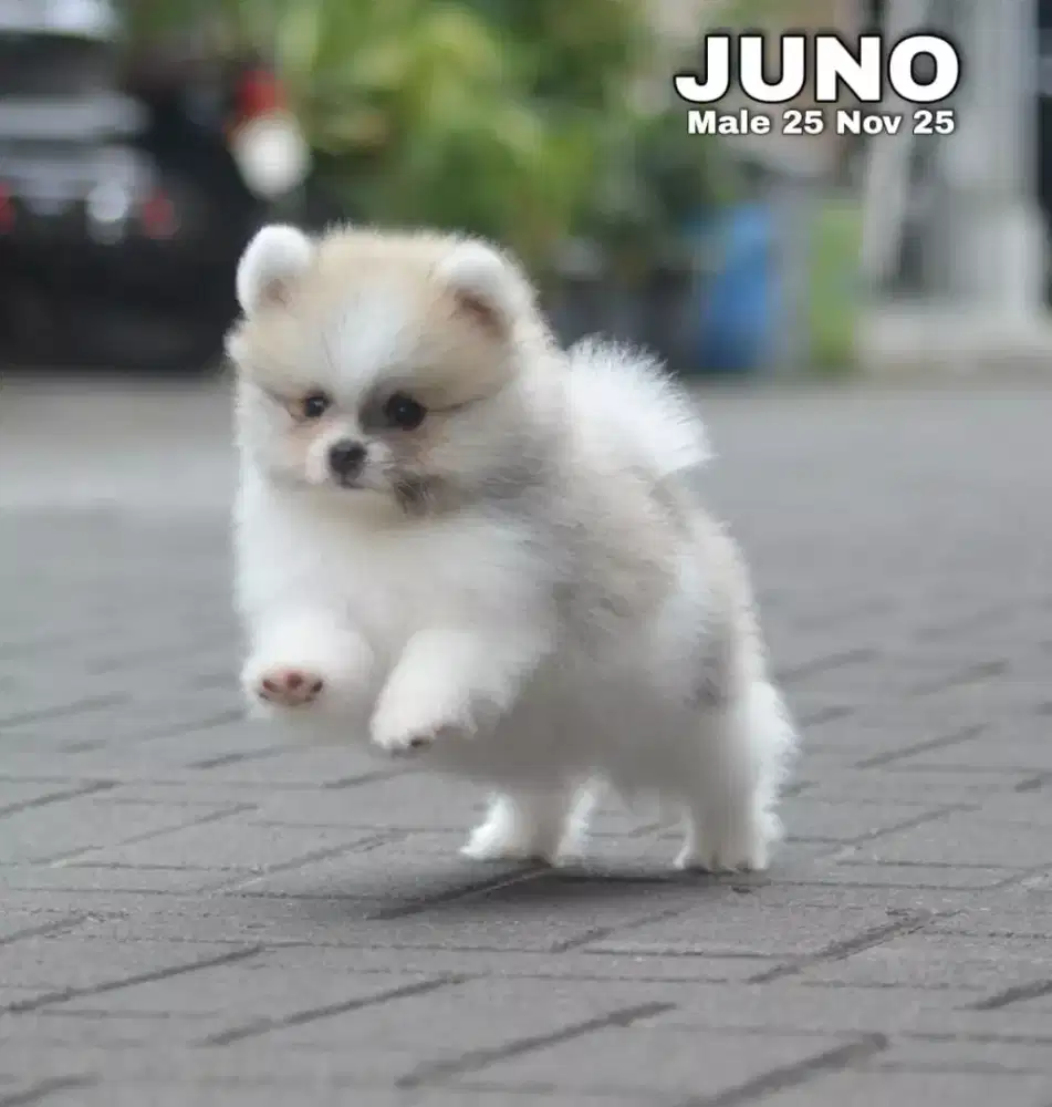 Minipom party color jantan •JUNO•