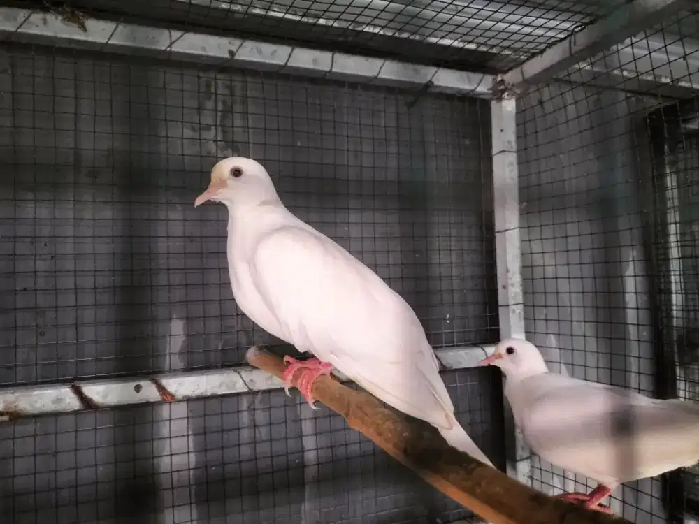 SEPASANG PUTER PELUNG PUTIH MATA MERAH