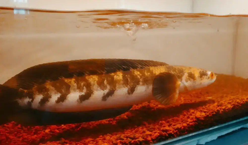 Jual ikan chana ys maru yellow sentarum 35cm warna stabil, batik cakep