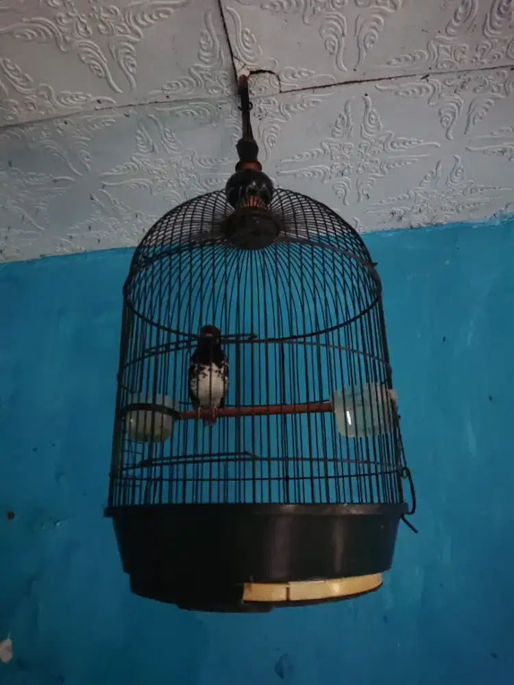 Anis kembang bunyi mulus