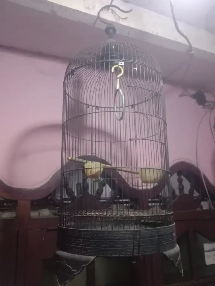 Motor Beat numpang jual Kandang burung