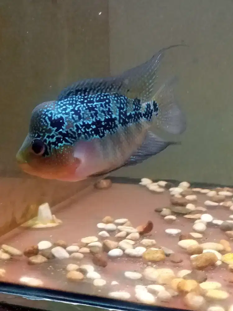 Jual ikan louhan cencu betina