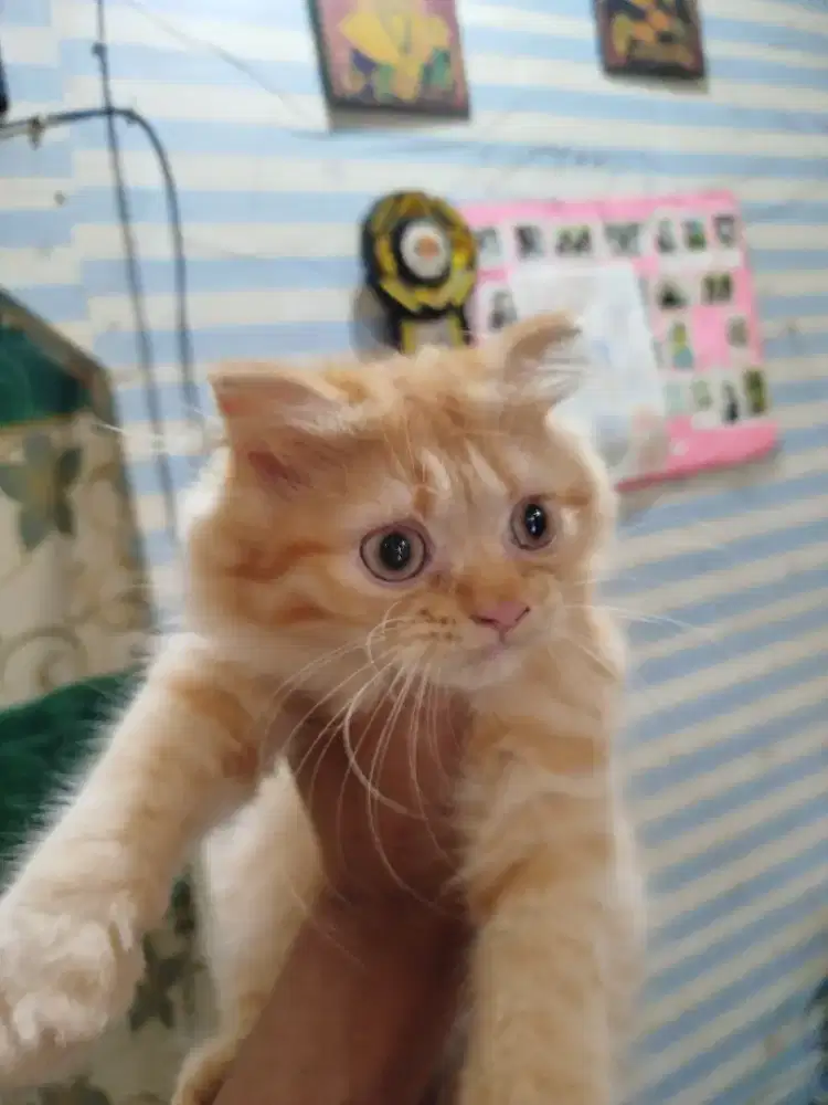 Kucing Scottish Fold Longhair