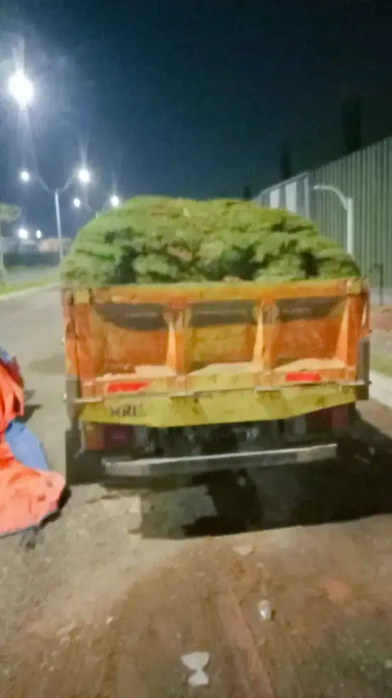 Rumput taman siap di order siap kirim kirim