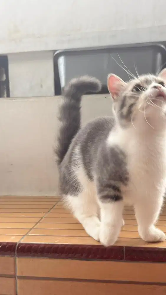 Munchkin Shorthair Bicolor