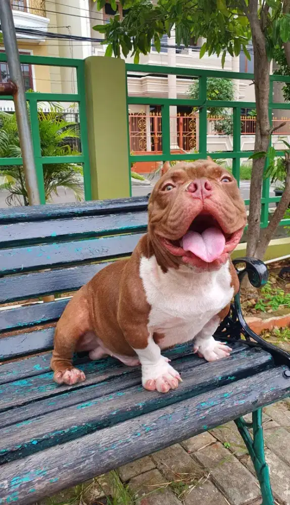 American Bully Exotic
