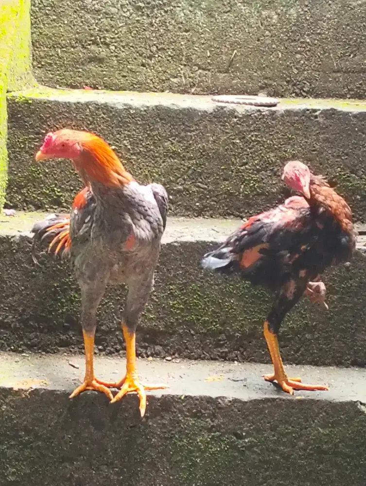 Dijual ayam Bangkok borongan