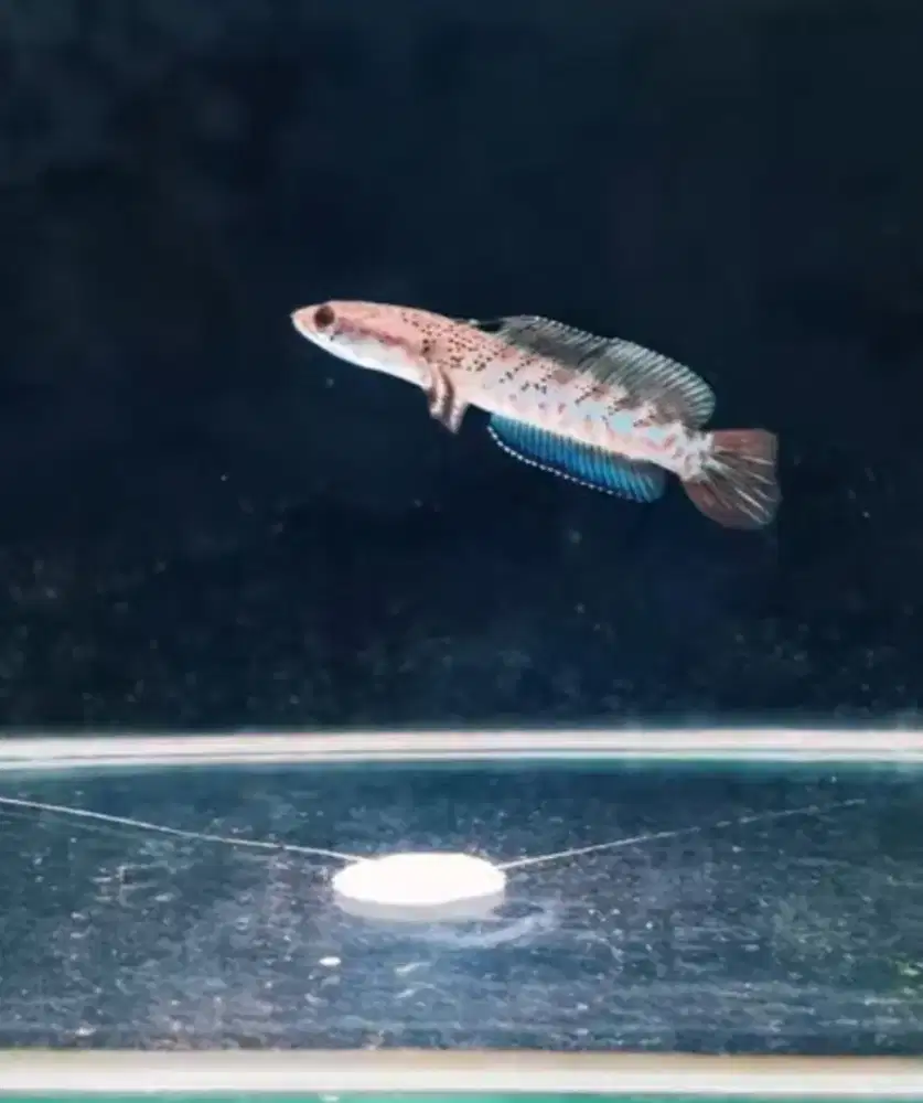 Ikan channa blue pulcra