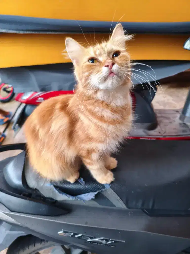 kucing silangan persia indukan dan 1 anak bekasi, cari yang mau rawat