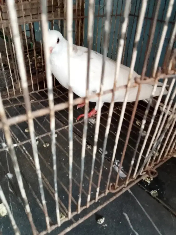Burung merpati/dara cewean ada 2 ekor