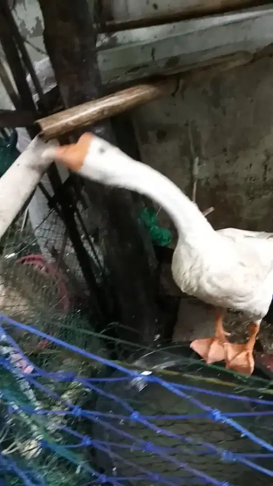 Soang jantan body big