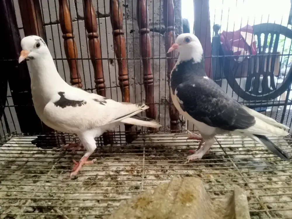 Piyik blantong mandiri