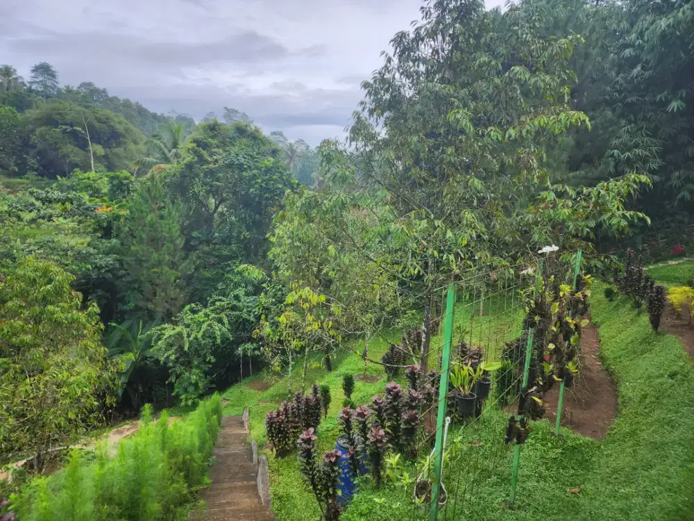Dijual Rumah Kebun di Cikopak, Kalaparea, Nagrak, Sukabumi