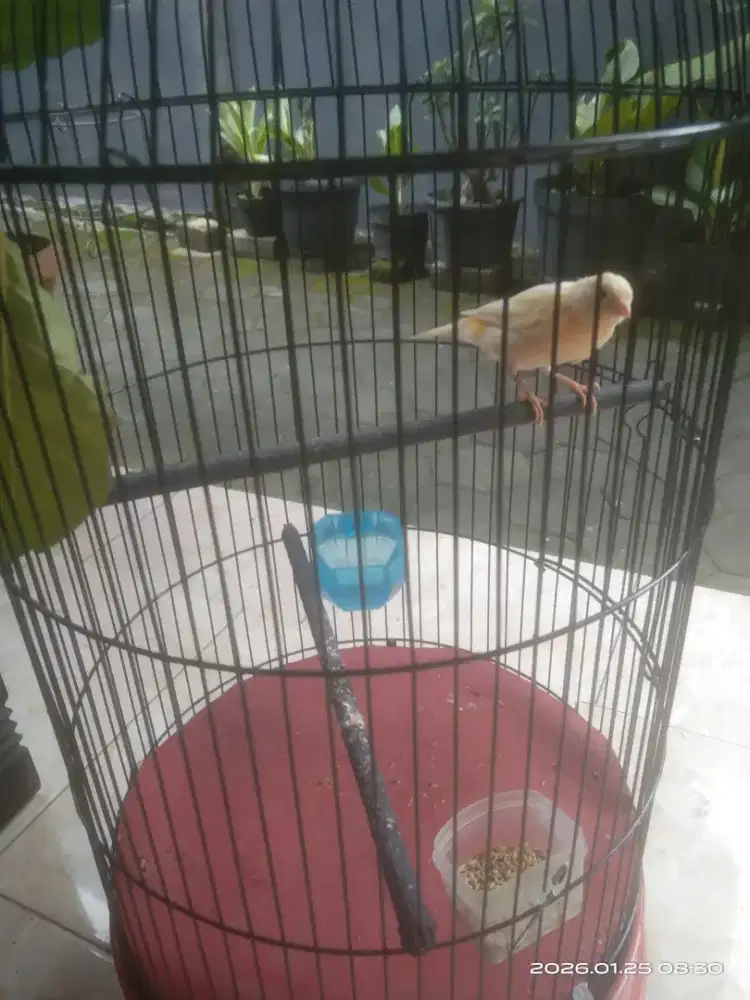Burung kenari lokal