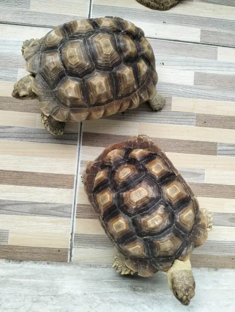 Dijual murah kura kura sulcata
